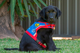 The Lottery Office Donates $30,000 to Assistance Dogs Australia: A Heartfelt Community Partnership